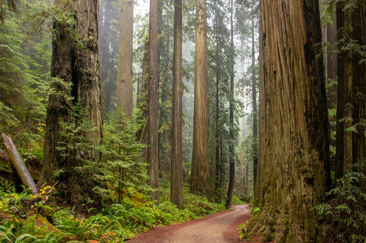 Forest Bathing